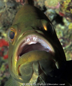 The teeth of the grouper by Alberto Gallucci 